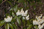 Mountain fetterbush